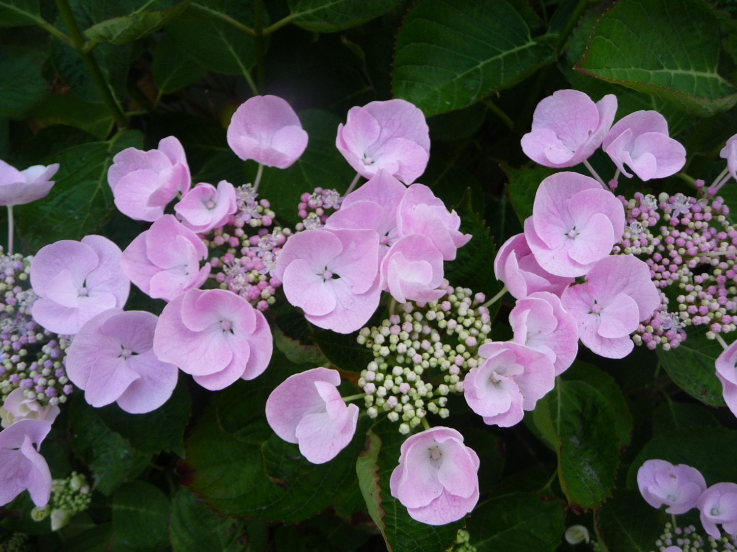 Brehec-fleurs-1