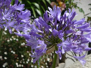 Brehec-fleurs-2-1