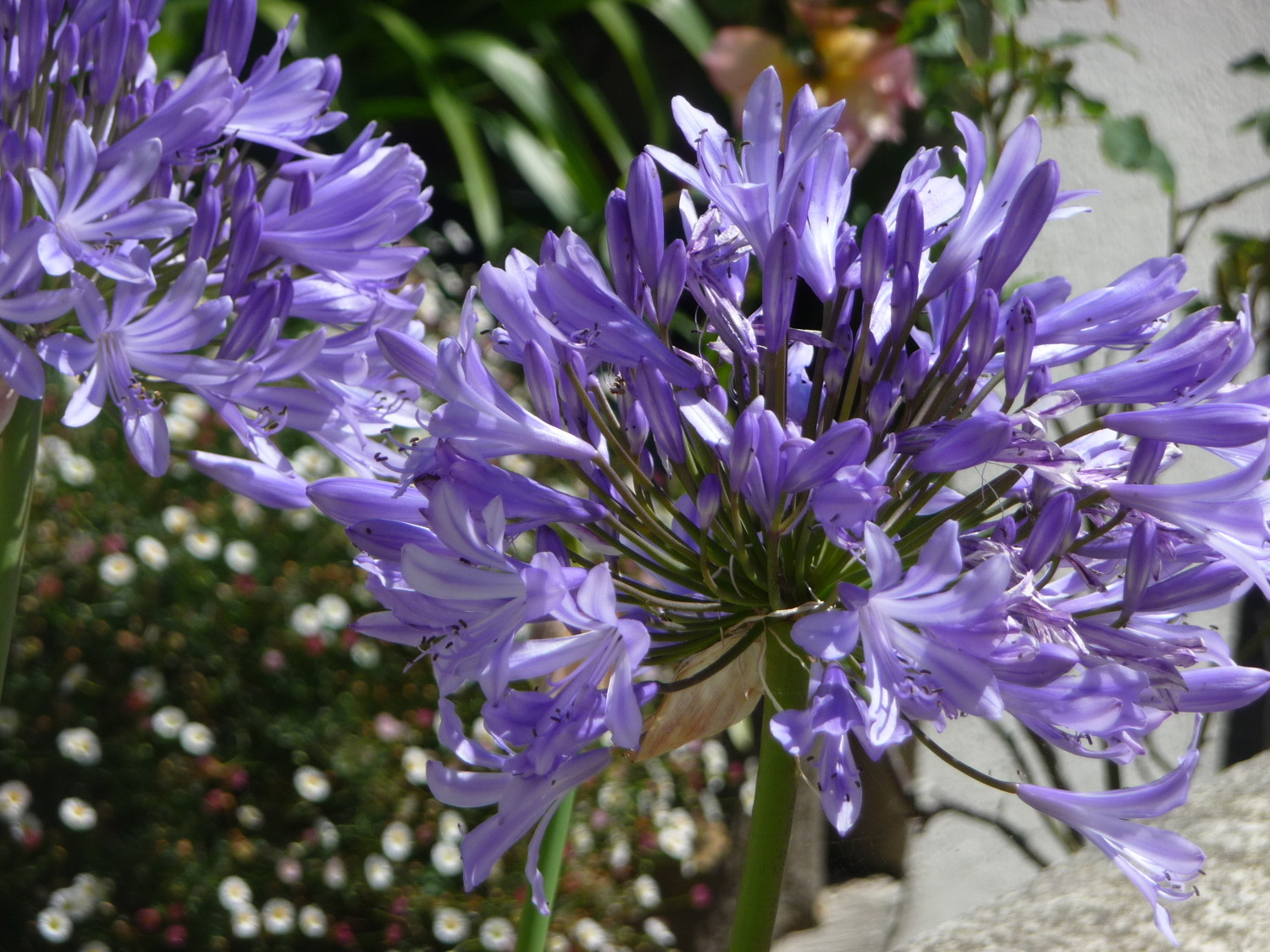 Brehec-fleurs-2-1